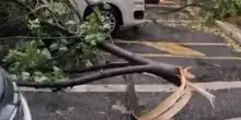 Roma, il quartiere Montesacro investito dal downburst: danni e alberi divelti