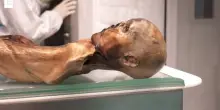 &Ouml;tzi, sul corpo e nella flora intestinale trovati lieviti ancora attivi