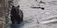 Il bagno nel fiume, la corsa tra le auto e la passeggiata in centro di un cucciolo di orso