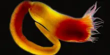 Nuova specie marina scoperta in Salento: &egrave; stata dedicata ad Alberto Angela