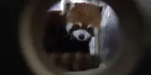 Taipei accoglie due panda rossi da Shanghai: debutto previsto a luglio