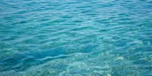 Mare sempre pi&ugrave; caldo, si diffondono nuove specie tropicali "Danno per la pesca"