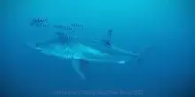 Incontro ravvicinato con un grande squalo bianco: le rare immagini del sub nello Stretto di Sicilia