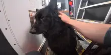 Bruce, il cane naufrago: salvato in mare dopo chilometri alla deriva su un kayak