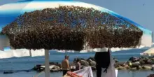 Sciame di api invade la spiaggia di Cattolica e trasforma un ombrellone nel suo alveare
