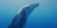 Una necropoli di balene lunga 1.200 chilometri: la scoperta negli abissi dell'Oceano Indiano