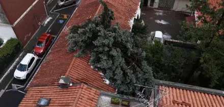 Bombe d'acqua e forti raffiche nel Milanese: gli alberi abbattuti nelle immagini dal drone