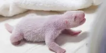 Fiocco rosa allo zoo: in Corea del Sud nasce la quarta cucciola di panda gigante