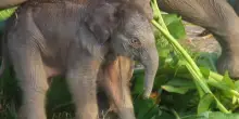 La storia di Ria: dall'habitat perduto alla nascita di una cucciola di elefante di Sumatra