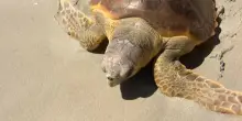 Stintino la tartaruga Caterina torna in mare