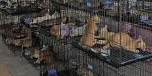 Rubati per rifornire i ristoranti: centinaia di gatti salvati dal macello in Vietnam