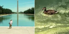 Washington, la Reflecting Pool diventa verde: alghe nella vasca dopo il restauro voluto da Trump