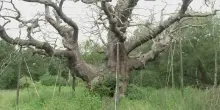 Addio al Major Oak, &egrave; morto l&rsquo;antico albero legato alla leggenda di Robin Hood: aveva 1.200 anni