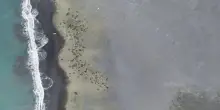 Strage di cuccioli di elefante marino: oltre 13mila morti per l'influenza aviaria in Australia