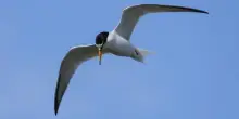 In volo con l'anello alla zampa, oltre 5 mila km dall'Africa a Porto Cesareo: il viaggio di Cesarino