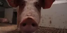 Maiali e mucche lottano contro l'ondata di calore: la sofferenza degli animali di una fattoria belga