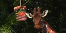 Troppo caldo: ghiaccioli alla giraffa ed agli animali al Bioparco di Roma per il refrigerio