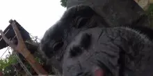 Scimpanz&egrave; filma s&eacute; stesso: l'incredibile videoselfie nello zoo dell'Oregon