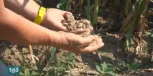 Nelle campagne del Canavese il terreno, in mano, scotta