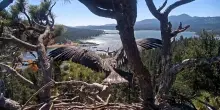 La giovane aquila calva Luna &egrave; pronta a spiccare il suo primo volo dal nido