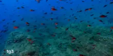 Oceani 'bollenti': record storici di temperatura e l&rsquo;ombra del Ni&ntilde;o