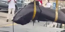 Uno squalo capopiatto di quattro metri trovato morto tra gli scogli a Follonica