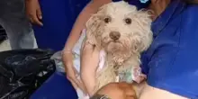 Venezuela, cane sopravvive otto giorni sotto le macerie: il momento del salvataggio di Buddy