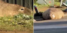 Il gigante della Tasmania: un elefante marino invade la citt&agrave;, Neil &egrave; la nuova star dei social
