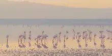 Il WWF Italia compie 60 anni di attivit&agrave; a tutela del patrimonio naturale