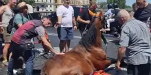 Stava trainando una botticella nel traffico di Ponte Cavour: cavallo crolla sull'asfalto infuocato