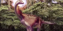 Dimenticato per 40 anni in un cassetto: era l'osso di un raro dinosauro dell'Antartide