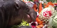 Moo Deng compie due anni: festa in Thailandia per l'ippopotamo pigmeo dei record social