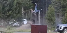 Bisonte aggredisce turista a Yellowstone e lo lancia in aria
