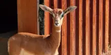 Venute alla luce due Gazzelle di Mohrr al Bioparco Zoom: uniche nate in Italia quest&rsquo;anno