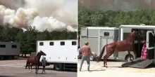 Incendio di Fontainebleau: i cavalli messi in salvo mentre il fuoco minaccia il centro ippico