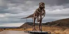Record da Sotheby's per Gus Rex: oltre 50 milioni di dollari per uno dei T-Rex pi&ugrave; grandi del mondo