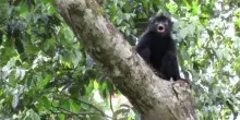 &Egrave; una nuova specie di scimmia: le immagini del rarissimo Likweli del Congo