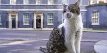 Il settimo primo ministro di Larry: il gatto di Downing Street accoglie Burnham