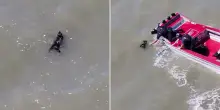 Cagnolina smarrita da settimane salvata mentre nuota nella baia di San Francisco: il video