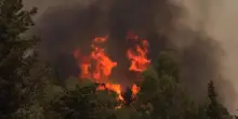 Gatti usati per innescare gli incendi