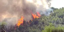 Rogo nel Gargano, turisti evacuati e ettari di bosco in fumo. Situazione ora sotto controllo