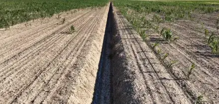 Siccit&agrave; Delta del Po, campi "bruciati" da infiltrazioni acqua salata