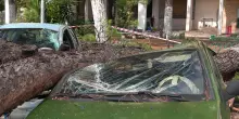 Maltempo nel Napoletano, grande albero piomba su auto in sosta accartocciandola