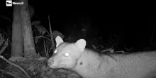 Gli occhi nel bosco del cane fantasma dell'America Latina: studio cattura le immagini dopo decenni
