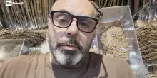 Vespa orientalis, l'etologo Andrea Lunerti: "Non lasciate pi&ugrave; in giro le crocchette per i gatti"