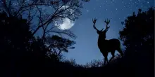 Occhi all'ins&ugrave; per la Luna piena del Cervo, la pi&ugrave; intensa dell'estate. Come vederla