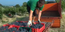 Caldo, nell&rsquo;Oltrep&ograve; pavese la vendemmia parte con un anticipo record