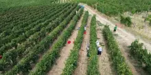 Partita in anticipo vendemmia nell'Oltrep&ograve; pavese: il drone in volo sui vigneti