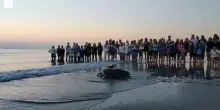In centinaia all'alba per Nancy, la tartaruga torna in mare: era rimasta impigliata in una rete