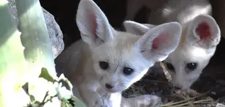 Lieto evento al Bioparco di Roma, nati cinque cuccioli di fennec, le volpi pi&ugrave; piccole al mondo